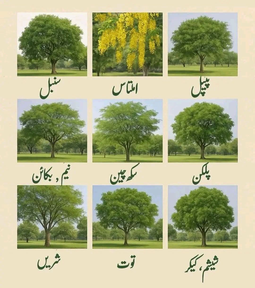 Hshshaya photo 2